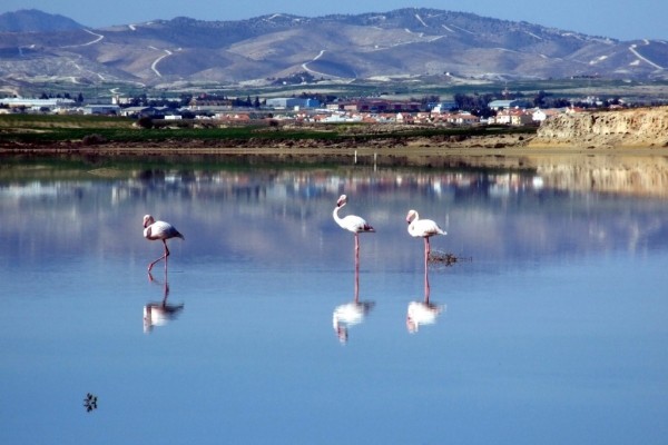 Flamingos_at_Larnaka_Salt_Lake_lrg