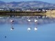 Flamingos_at_Larnaka_Salt_Lake_lrg